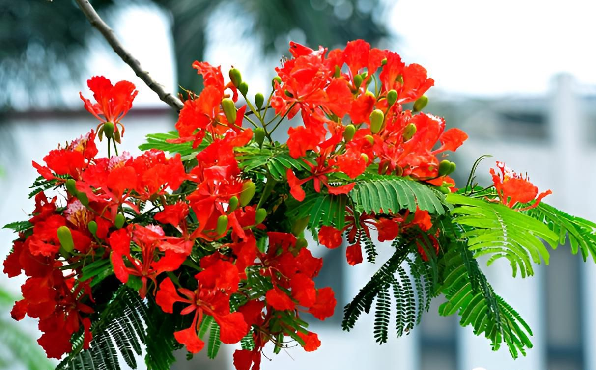 Mùa hạ và những chùm hoa nắng – Mùa thi – Mùa của những ước mơ