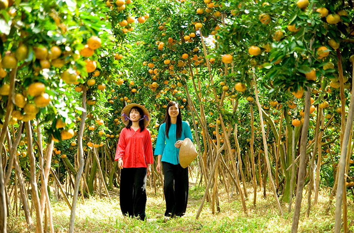 nhung-vuon-trai-cay-vinh-long